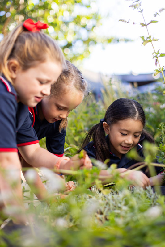 St Michael's Lutheran School, environment, gardening, nature play